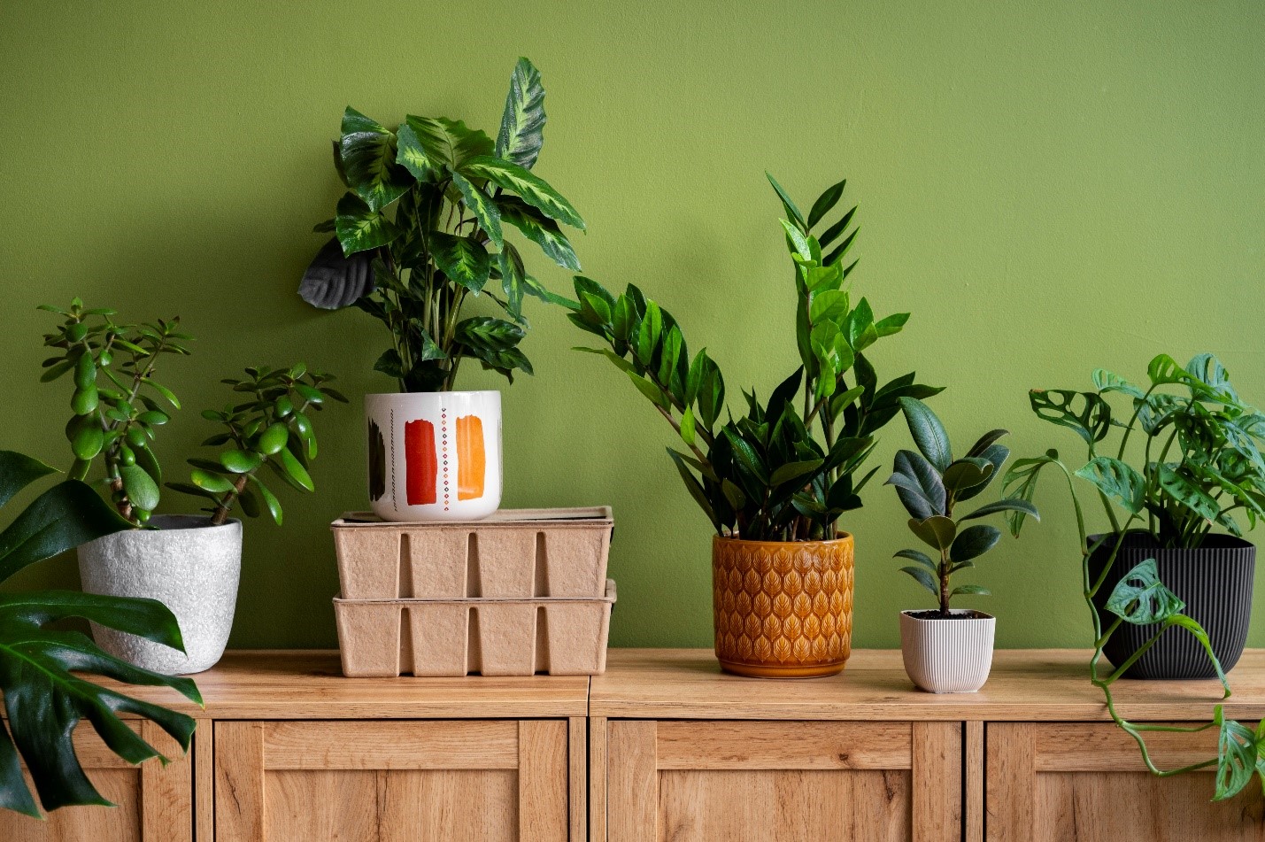 Biophilic Designs